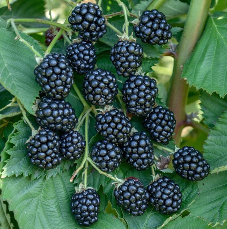 May include: A close-up of a cluster of ripe blackberries on a green leafy branch. The blackberries are a deep, shiny black color, and the leaves are a vibrant green. The image highlights the natural beauty of the fruit.