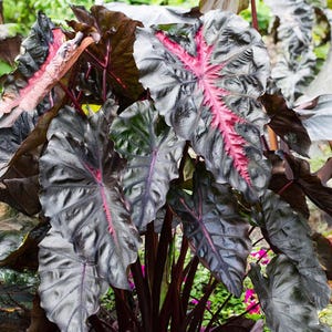 May include: A close-up of a plant with large, dark leaves. The leaves are a deep grey-green with prominent pink veins. The plant has a lush, tropical appearance, with a cluster of leaves and stems.