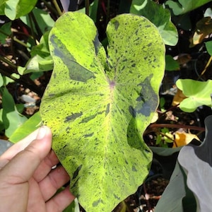 May include: Close-up of a large, heart-shaped leaf with a vibrant green base, speckled with dark green and black markings. The leaf's veins are visible, and it is held by a hand, showcasing its size and texture. The plant is surrounded by other green foliage.