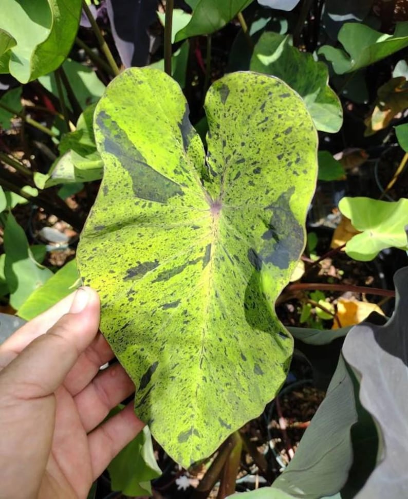 May include: Close-up of a large, heart-shaped leaf with a vibrant green base, speckled with dark green and black markings. The leaf's veins are visible, and it is held by a hand, showcasing its size and texture. The plant is surrounded by other green foliage.