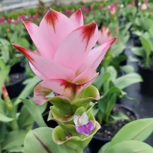 May include: A close-up of a pink Siam tulip flower with red-tipped petals. The flower has green bracts and leaves, with a small white and purple flower at the base. The background is blurred, showing other plants.