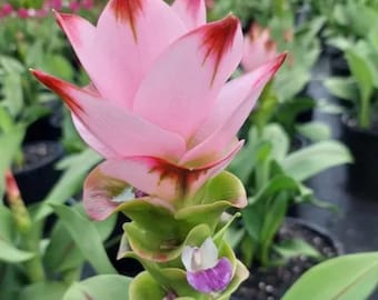 Curcuma Siam Swing Live Plant – Tropical Flowering Ginger Plant – 3–5” Tall – 4" Pot – Ship No Pot
