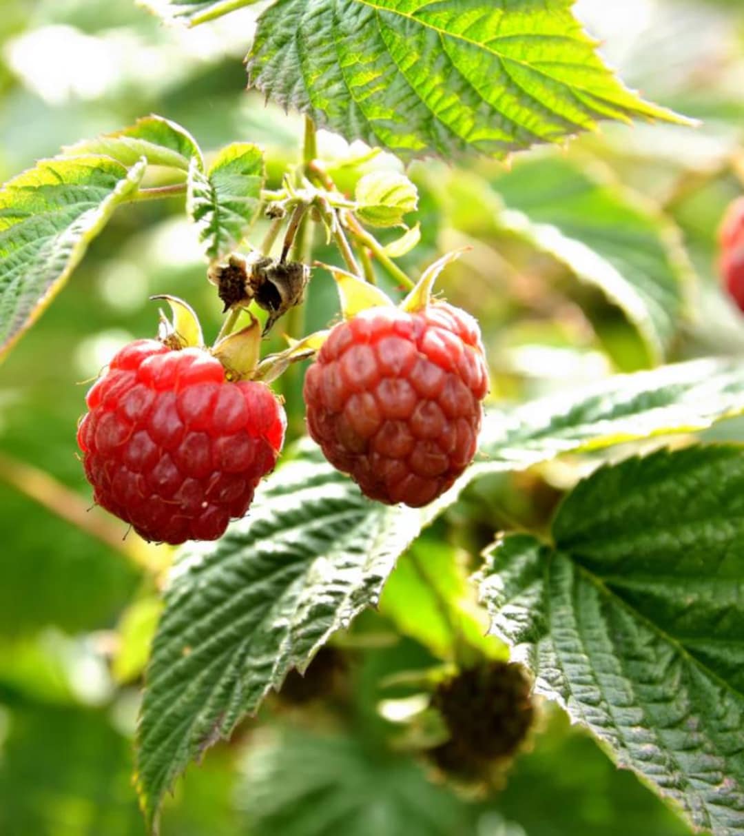 Raspberry Caroline Live Plants – Everbearing Red Raspberry – Fruit ...