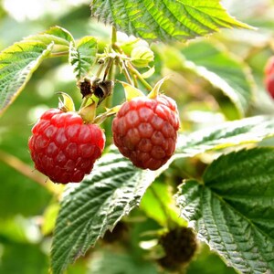 May include: Close-up of two ripe raspberries, showcasing their vibrant red color and textured surface. The berries are attached to a green stem, surrounded by lush green leaves. The image captures the natural beauty of the fruit.