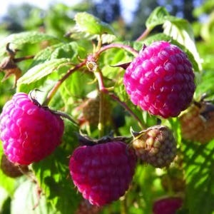 May include: Close-up of a raspberry plant with vibrant red, ripe berries. The image shows several clusters of the fruit, with green leaves and stems in the background. The raspberries are in various stages of ripeness.