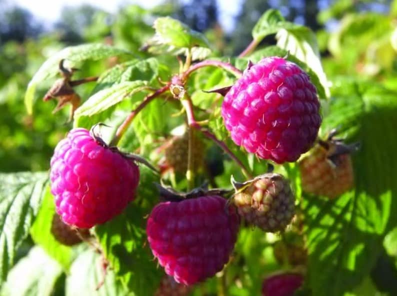 May include: Close-up of a raspberry plant with vibrant red, ripe berries. The image shows several clusters of the fruit, with green leaves and stems in the background. The raspberries are in various stages of ripeness.