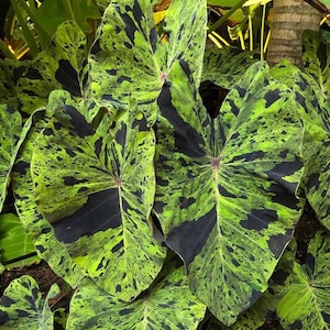 May include: Close-up of large, heart-shaped leaves with a striking pattern. The leaves are primarily lime green, speckled with black and dark green splotches. The veins are a deep red, creating a vibrant contrast. The plant is a tropical species.