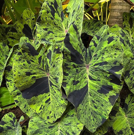 Mojito Colocasia Live Starter Plants - 6 to 10 Inch Tall - 3 Inch Pot - Elephant Ear Variegated Foliage Plant for Home Garden and Decor