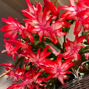 Red Christmas Cactus Plants Live in 3in Pot - 5-6in Tall - Schlumbergera Flowering Cactus Live Houseplant for Home Decor and Gifts