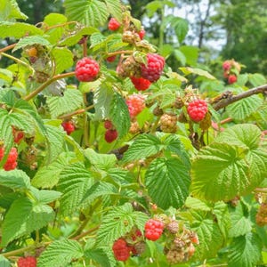 May include: A close-up of a raspberry bush laden with ripe, red raspberries. The image shows clusters of the berries among green leaves and stems. Some berries are still green, indicating they are not yet ripe.