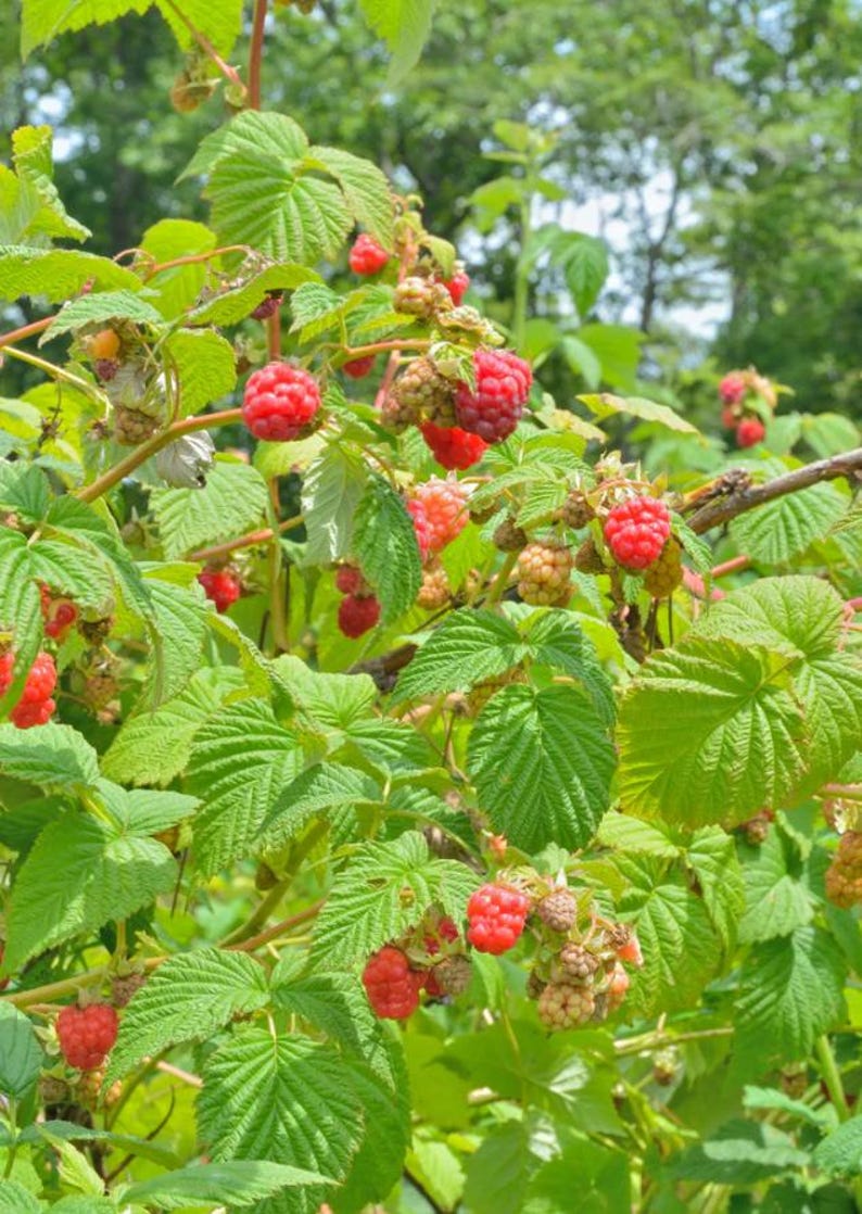 May include: A close-up of a raspberry bush laden with ripe, red raspberries. The image shows clusters of the berries among green leaves and stems. Some berries are still green, indicating they are not yet ripe.