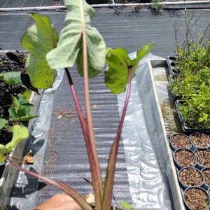 May include: A potted plant with large, light green leaves speckled with dark green spots. The stems are a reddish-purple color. The plant is in a small, blue pot, and the background shows other plants in a nursery setting.