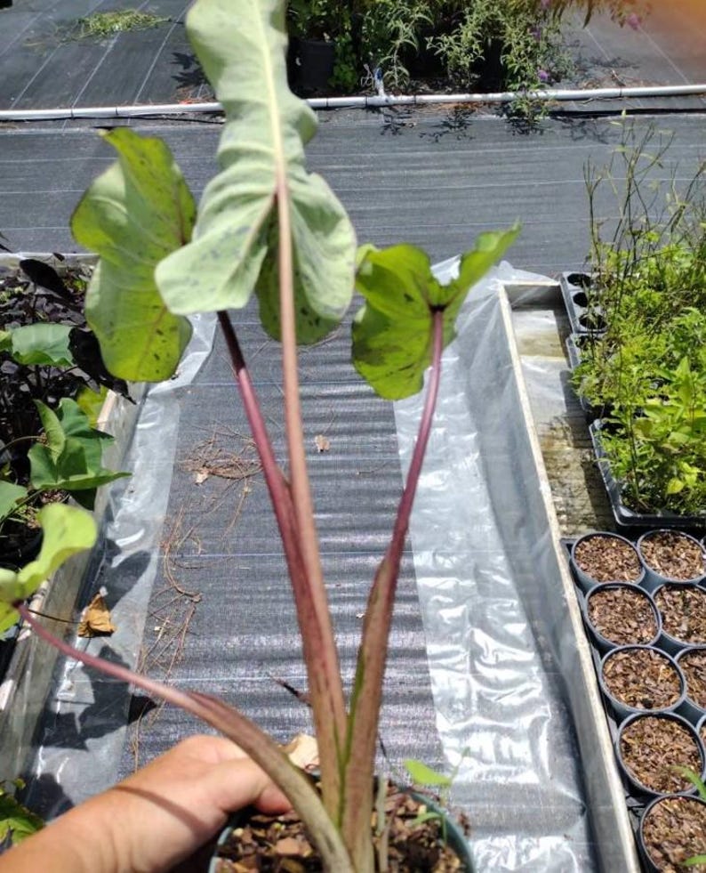 May include: A potted plant with large, light green leaves speckled with dark green spots. The stems are a reddish-purple color. The plant is in a small, blue pot, and the background shows other plants in a nursery setting.