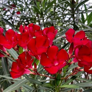 May include: Close-up of vibrant red oleander flowers in full bloom. The flowers have five petals and are clustered together on a green stem, surrounded by green leaves. The background is blurred.