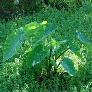 May include: A lush green plant with large, heart-shaped leaves, speckled with white markings, stands out against a backdrop of vibrant green grass. The plant's leaves are broad and display a prominent vein structure, bathed in sunlight.