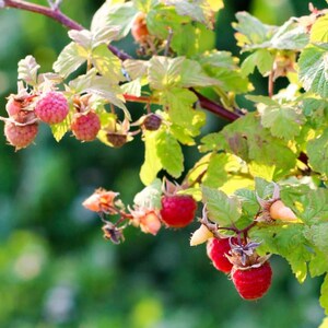 May include: Close-up of a raspberry branch with ripe, red berries and green leaves. The berries are clustered together, and the leaves are a vibrant green. The background is blurred, suggesting a natural outdoor setting.