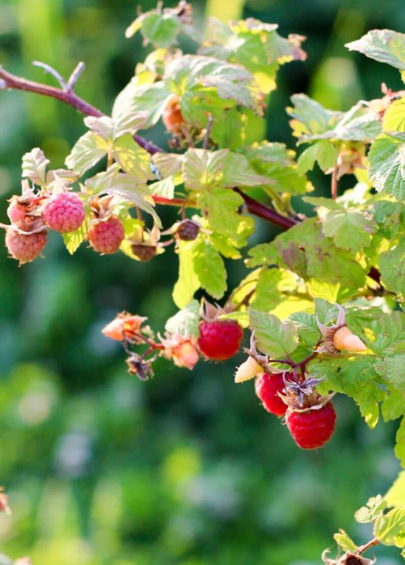 May include: Close-up of a raspberry branch with ripe, red berries and green leaves. The berries are clustered together, and the leaves are a vibrant green. The background is blurred, suggesting a natural outdoor setting.