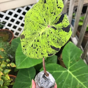 May include: A vibrant, speckled leaf of a plant, showcasing a striking pattern of lime green and black spots. The leaf is held by a brown stem, with a wrapped base. The background features other green leaves and a wooden fence.