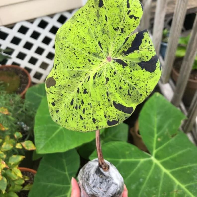 May include: A vibrant, speckled leaf of a plant, showcasing a striking pattern of lime green and black spots. The leaf is held by a brown stem, with a wrapped base. The background features other green leaves and a wooden fence.