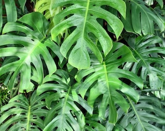 Philodendron Monstera Deliciosa Live Plant – 5-8 Inches Tall – Ship No Pot – Indoor/Outdoor Tropical Plant