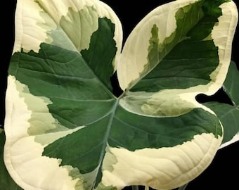 Variegated Colocasia Xanthosoma Live Plants - 6 to 15 Inch Tall - Ship No Pot - Elephant Ear Variegated Foliage Plant for Home Garden