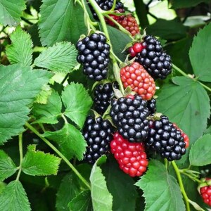 May include: Close-up of a blackberry bush with green leaves and clusters of ripe and unripe blackberries. The ripe berries are a deep black color, while the unripe ones are red. The image shows the natural beauty of the fruit.