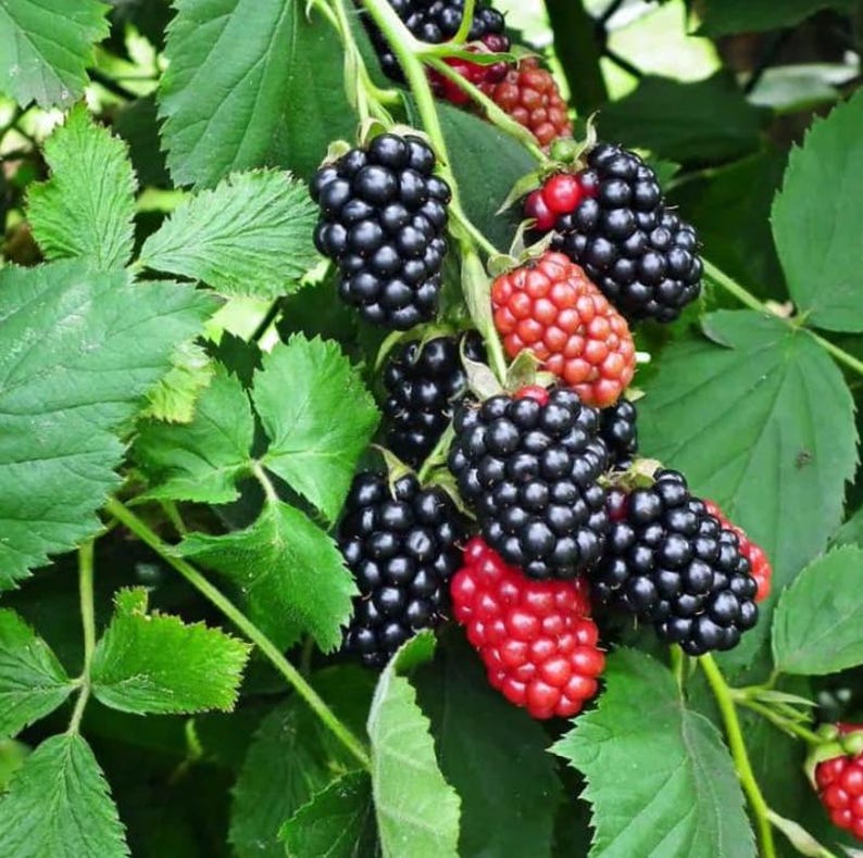 May include: Close-up of a blackberry bush with green leaves and clusters of ripe and unripe blackberries. The ripe berries are a deep black color, while the unripe ones are red. The image shows the natural beauty of the fruit.