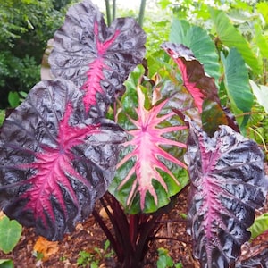 May include: Close-up of large, dark purple elephant ear plant leaves with prominent pink veining. The leaves have a textured appearance and are surrounded by green foliage, creating a striking contrast. The plant's stems are a deep burgundy colour.