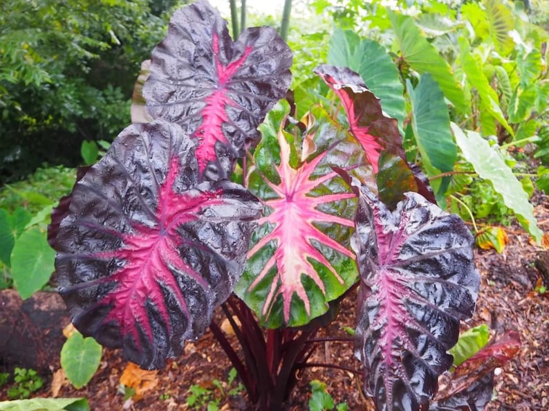 May include: Close-up of large, dark purple elephant ear plant leaves with prominent pink veining. The leaves have a textured appearance and are surrounded by green foliage, creating a striking contrast. The plant's stems are a deep burgundy colour.