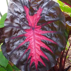May include: A close-up of a large, heart-shaped leaf with a striking colour pattern. The leaf is primarily dark burgundy with vibrant pink veins radiating from the centre. The plant appears to be a type of tropical foliage.