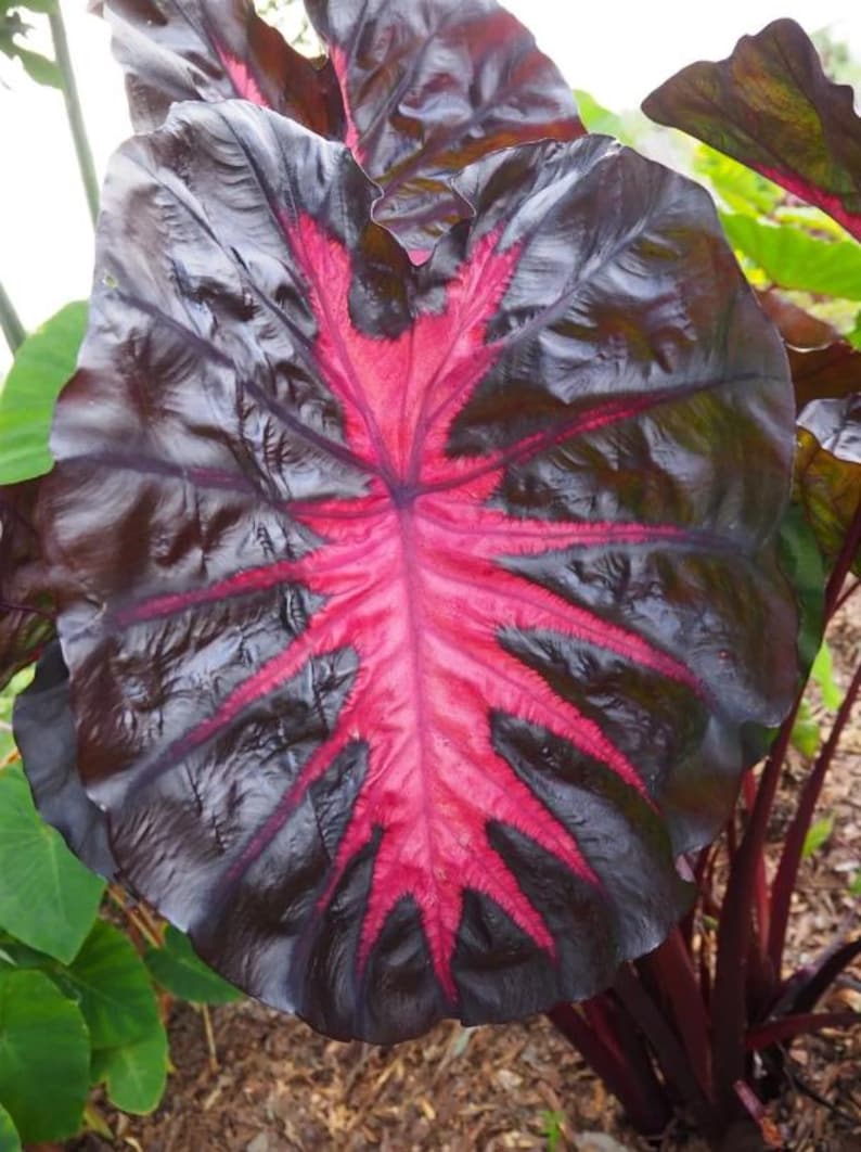 May include: A close-up of a large, heart-shaped leaf with a striking colour pattern. The leaf is primarily dark burgundy with vibrant pink veins radiating from the centre. The plant appears to be a type of tropical foliage.