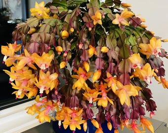 May include: A vibrant Christmas cactus in a blue pot, showcasing a profusion of yellow and orange blooms with hints of pink. The plant's foliage is a mix of green and burgundy, creating a striking contrast. The image captures the plant's full, cascading form.