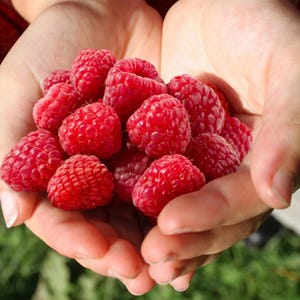 May include: A handful of fresh, ripe raspberries. The bright red berries are tightly clustered, showcasing their textured surfaces. The image highlights the vibrant color and natural beauty of the fruit.
