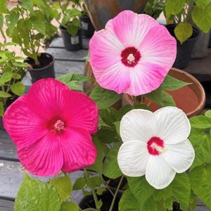 May include: Three vibrant hibiscus flowers in shades of pink and white, with deep red centers. The flowers are surrounded by green leaves and potted plants, creating a colorful floral display. The petals have a textured, ribbed appearance.
