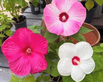 Hibiscus ‘Luna’ Mix Live Plant – Hardy Tropical Flower Plant – 3–5” Tall – 4" Pot – Ship No Pot