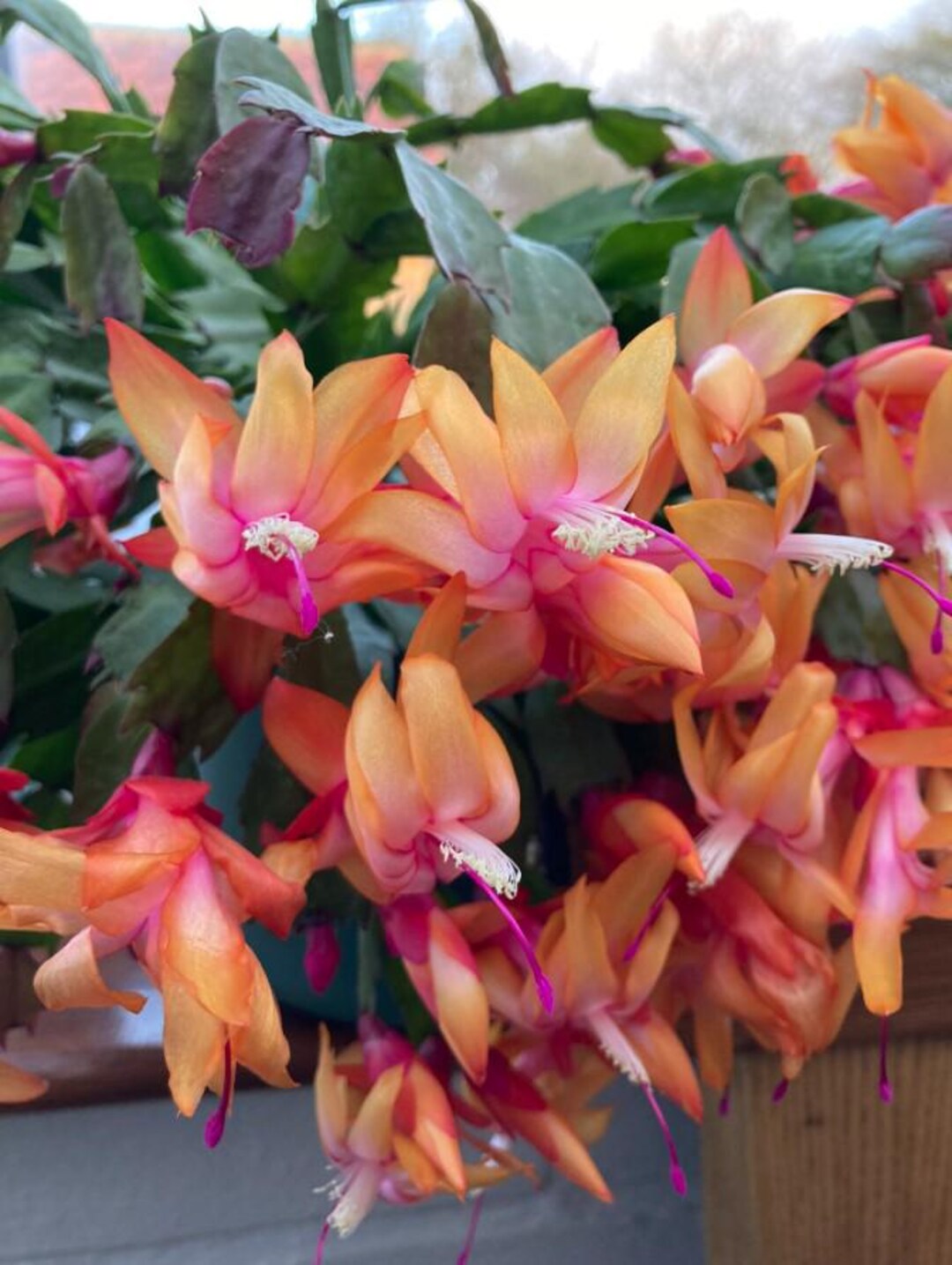 Orange Christmas Cactus