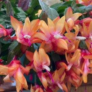 May include: Close-up of a Christmas cactus with vibrant orange and pink flowers. The blossoms have a delicate, layered petal structure with white stamens and long, magenta pistils. The plant's green foliage provides a contrasting backdrop.
