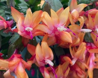 May include: Close-up of a Christmas cactus with vibrant orange and pink flowers. The blossoms have a delicate, layered petal structure with white stamens and long, magenta pistils. The plant's green foliage provides a contrasting backdrop.
