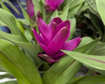 Curcuma Siam Skyline Live Plant – Tropical Decorative Flowering Plant – 3–5” Tall – 4" Pot – Ship No Pot