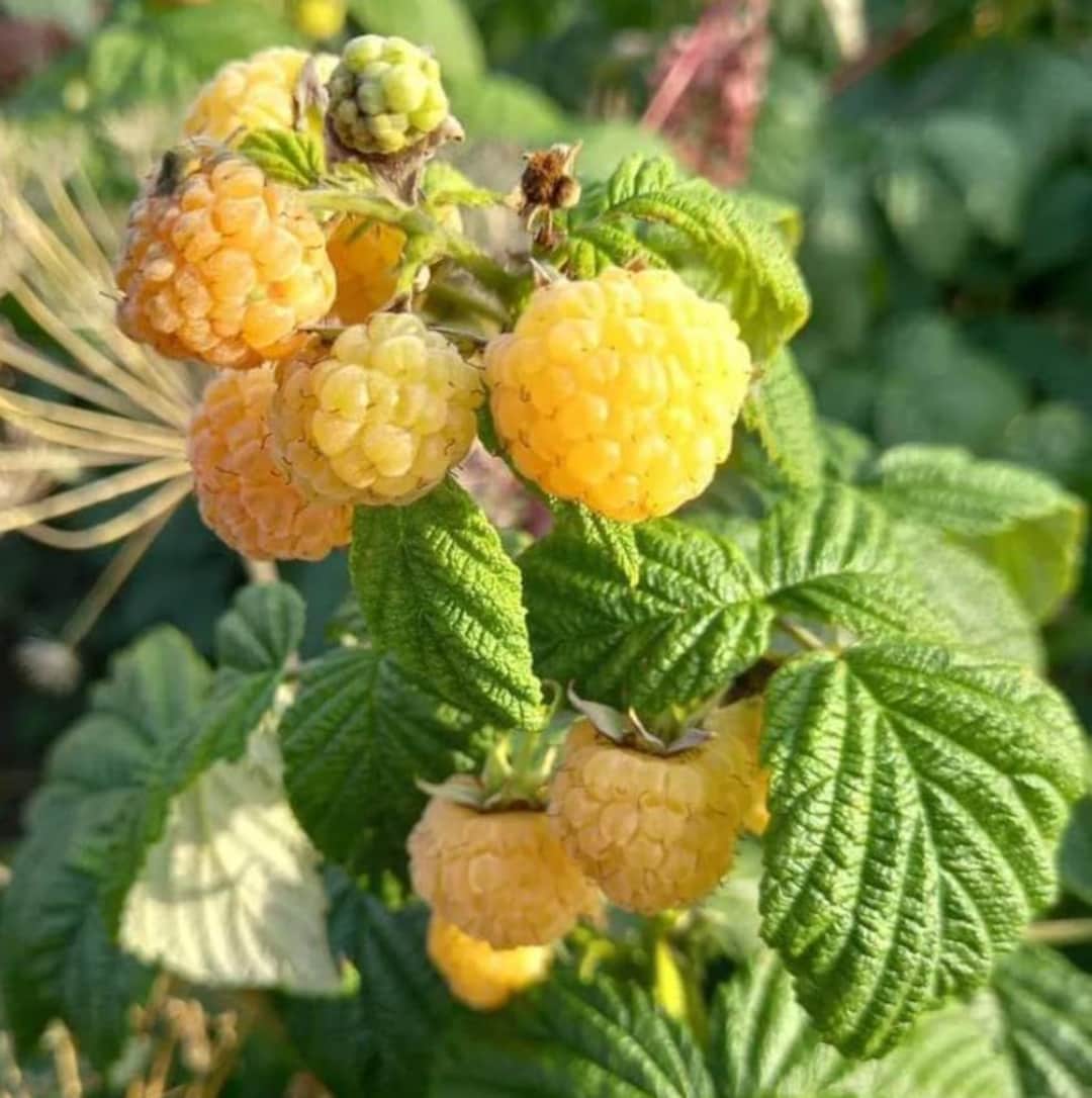 Boulder Raspberry Plant Fall Color Fall Gold Raspberry Live Plant – Yellow Everbearing Fruit Bush – 3–5 ...