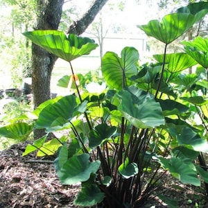 May include: A cluster of large, green elephant ear plants with dark stems. The leaves are broad, heart-shaped, and have prominent veins. The plants are growing in a garden setting with a tree and sunlight in the background.