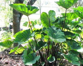 Tea Cup Colocasia Live Plants - 6 to 10 Inch Tall -  3 Inch Pot - Elephant Ear Bulbs - Exotic Foliage Plants - Easy to Grow