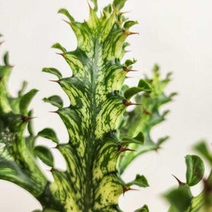 Euphorbia Trigona Variegated Live Plant - 3-4&quot; Tall - 3&quot; Pot - African Milk Tree Variegata Cactus Succulent Plant for Ornamental Gardening
