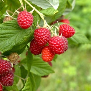 May include: Close-up of a raspberry bush with ripe, red berries. The berries are clustered on green stems with green leaves. The background is a blurred green, suggesting a garden setting. The raspberries are in various stages of ripeness.