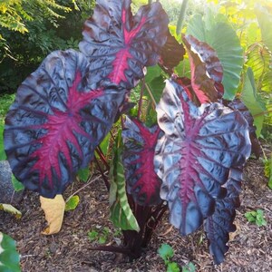 May include: A plant with large, dark purple leaves with striking red veining. The leaves have a distinctive, textured appearance, set against green foliage and sunlight. The plant is in a garden setting, with a focus on its unique features.