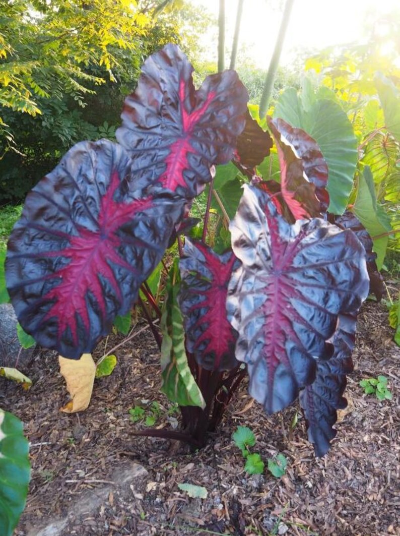 May include: A plant with large, dark purple leaves with striking red veining. The leaves have a distinctive, textured appearance, set against green foliage and sunlight. The plant is in a garden setting, with a focus on its unique features.