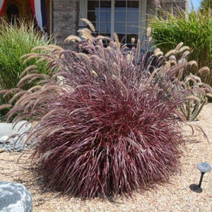 May include: A vibrant ornamental grass with burgundy-red foliage and feathery, tan seed heads. The plant is a rounded, bushy shape, set against a backdrop of small pebbles and other greenery. A decorative landscape element.