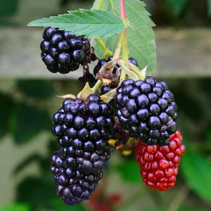 May include: Close-up of a cluster of ripe blackberries on a green stem with leaves. The blackberries are a deep, dark purple color, with one berry showing a vibrant red hue. The image is set against a blurred green background.
