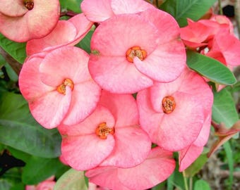 May include: Close-up of a cluster of pink flowers with a central orange-brown detail. The petals are a soft pink hue, and the flowers are surrounded by green leaves. The image is well-lit, showcasing the details of the blossoms.