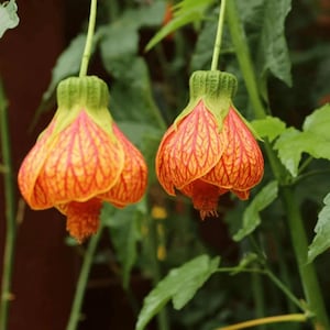 May include: Two vibrant orange and red Abutilon flowers hang from green stems. The bell-shaped blossoms display intricate veining patterns, with a textured, fringed lower portion. Lush green foliage surrounds the flowers, creating a natural, botanical scene.